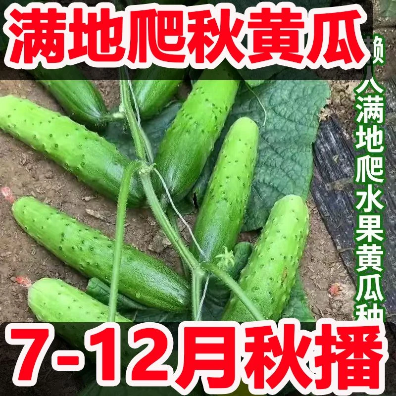 西藏新疆包邮不搭架子满地爬水果黄瓜种子盆栽地栽花箱种植蔬菜种