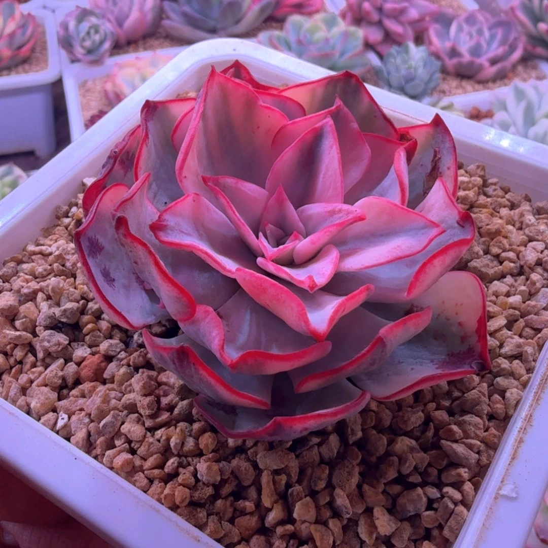 劍思诺娃锦 多肉植物