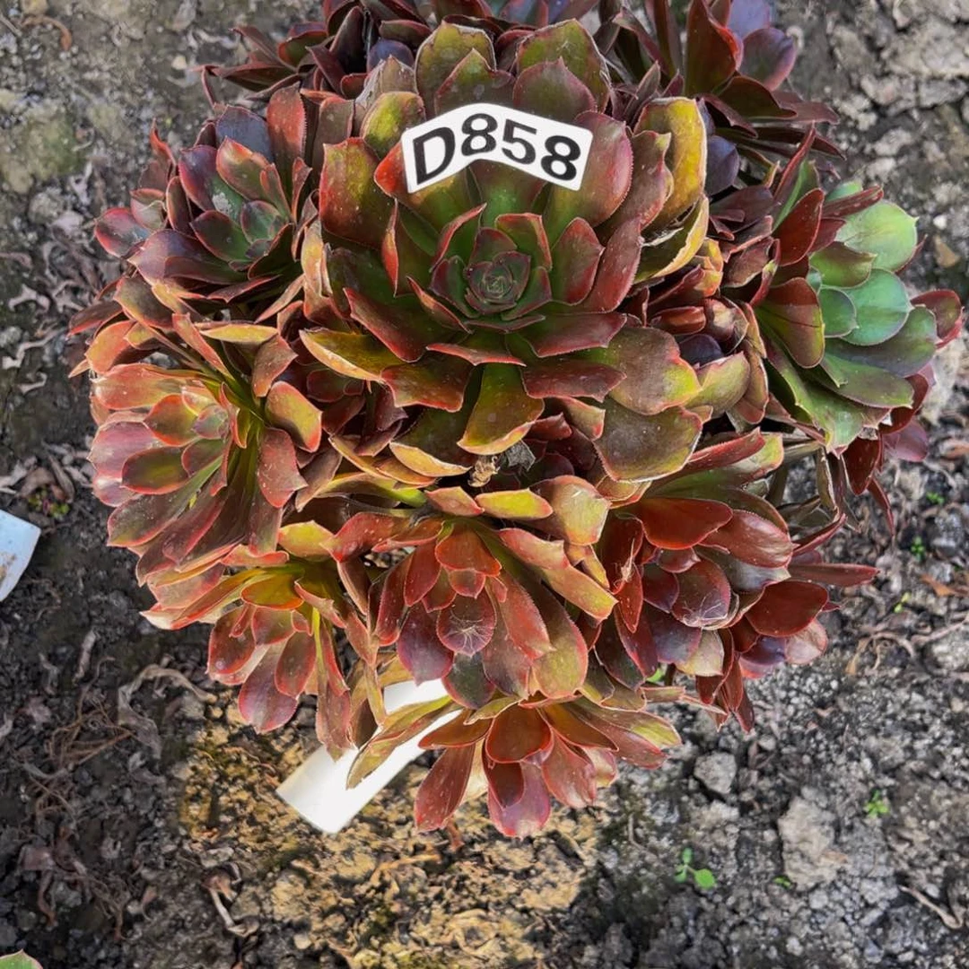 恶魔之吻26/////32包邮