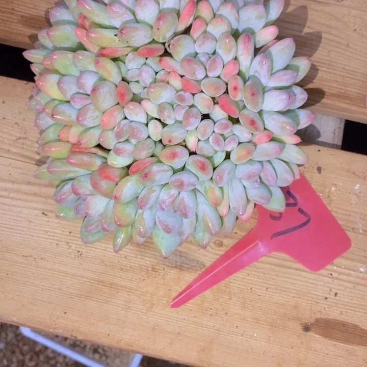 盛****你也快回来哇好累