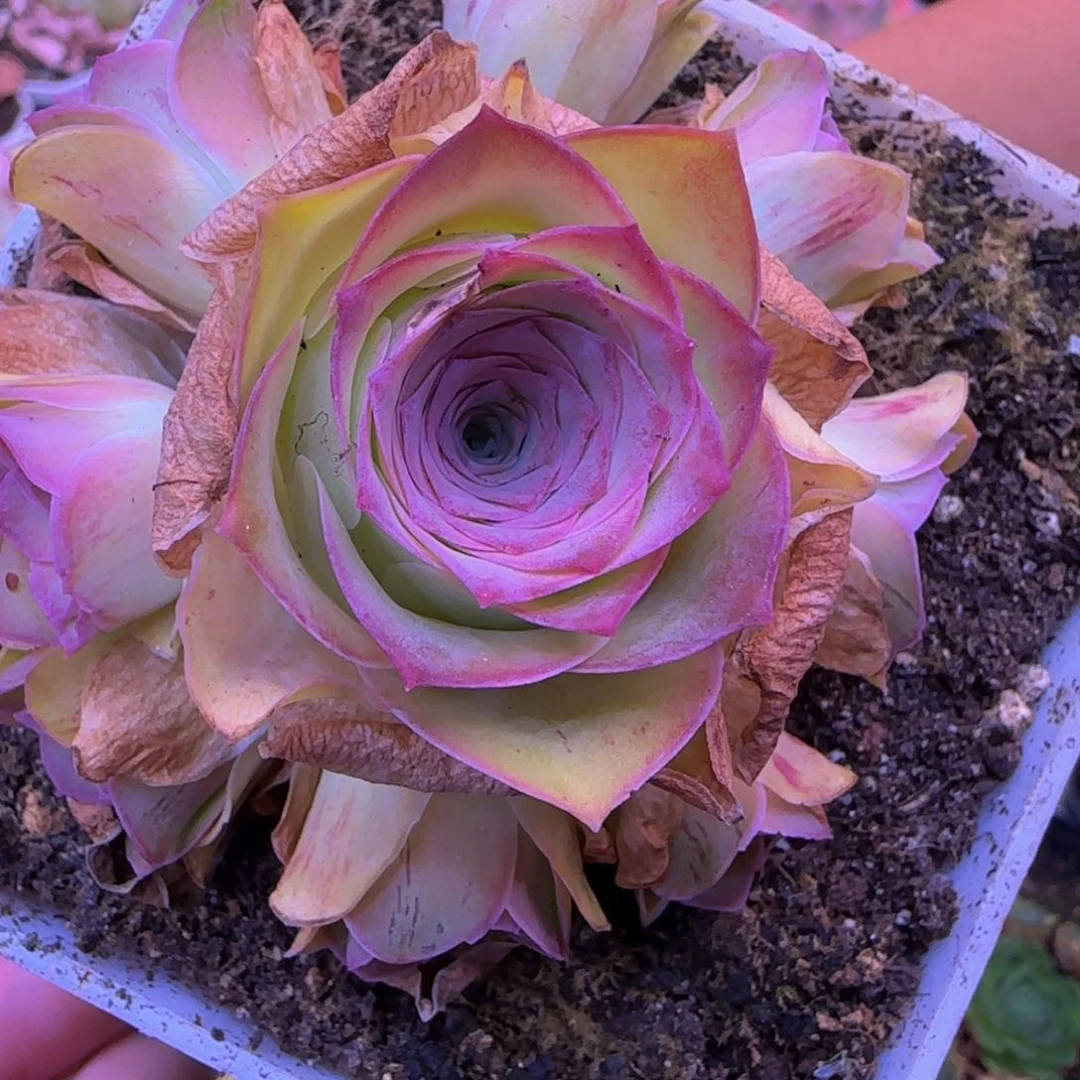 福利2685588685566688265666