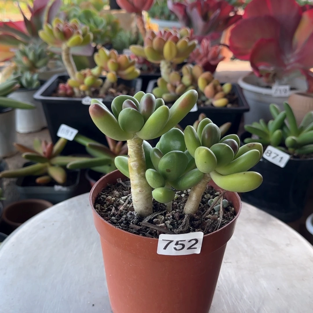 752号 一物一拍 一物一拍