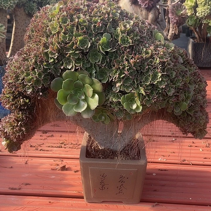 玫瑰缀化自然朵朵158-1脱土包邮