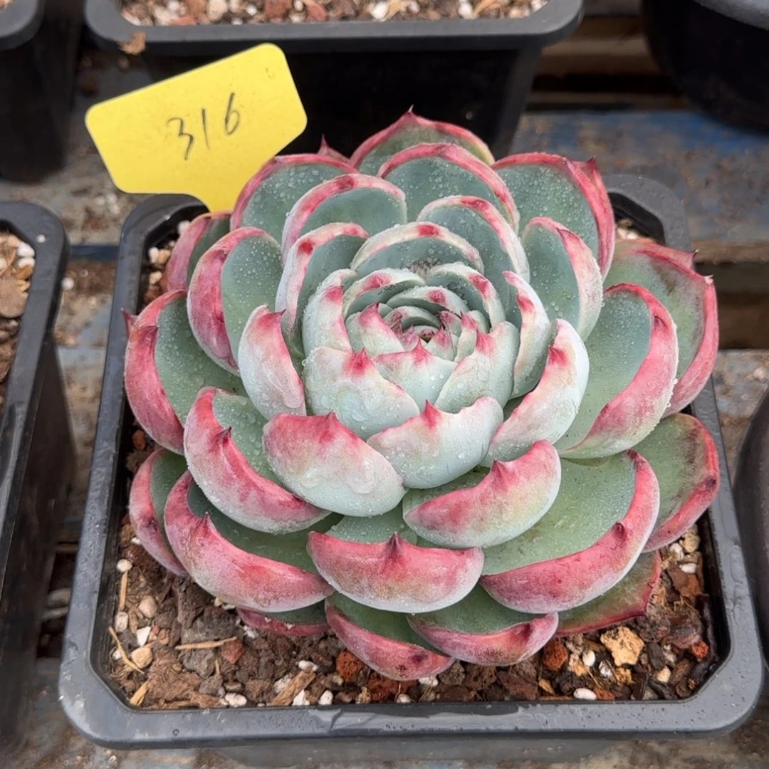 惊鸿一物一拍包装收缩花旱316