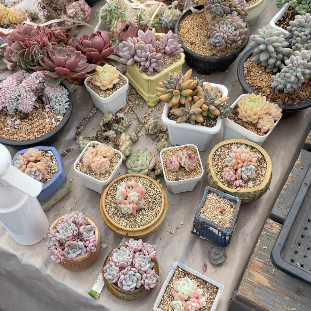 1****9四颗花不带盆啦啦啦啦啦