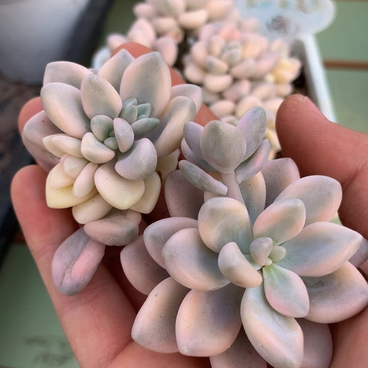 安*艾伦锦锦上园艺一物一拍