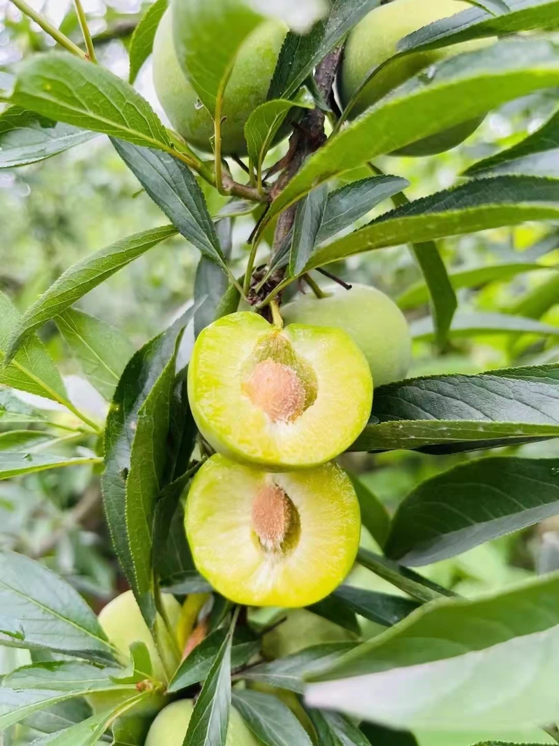 （江安李）重庆新鲜应季脱骨青脆李农村现摘脆甜可口小李子（邮政