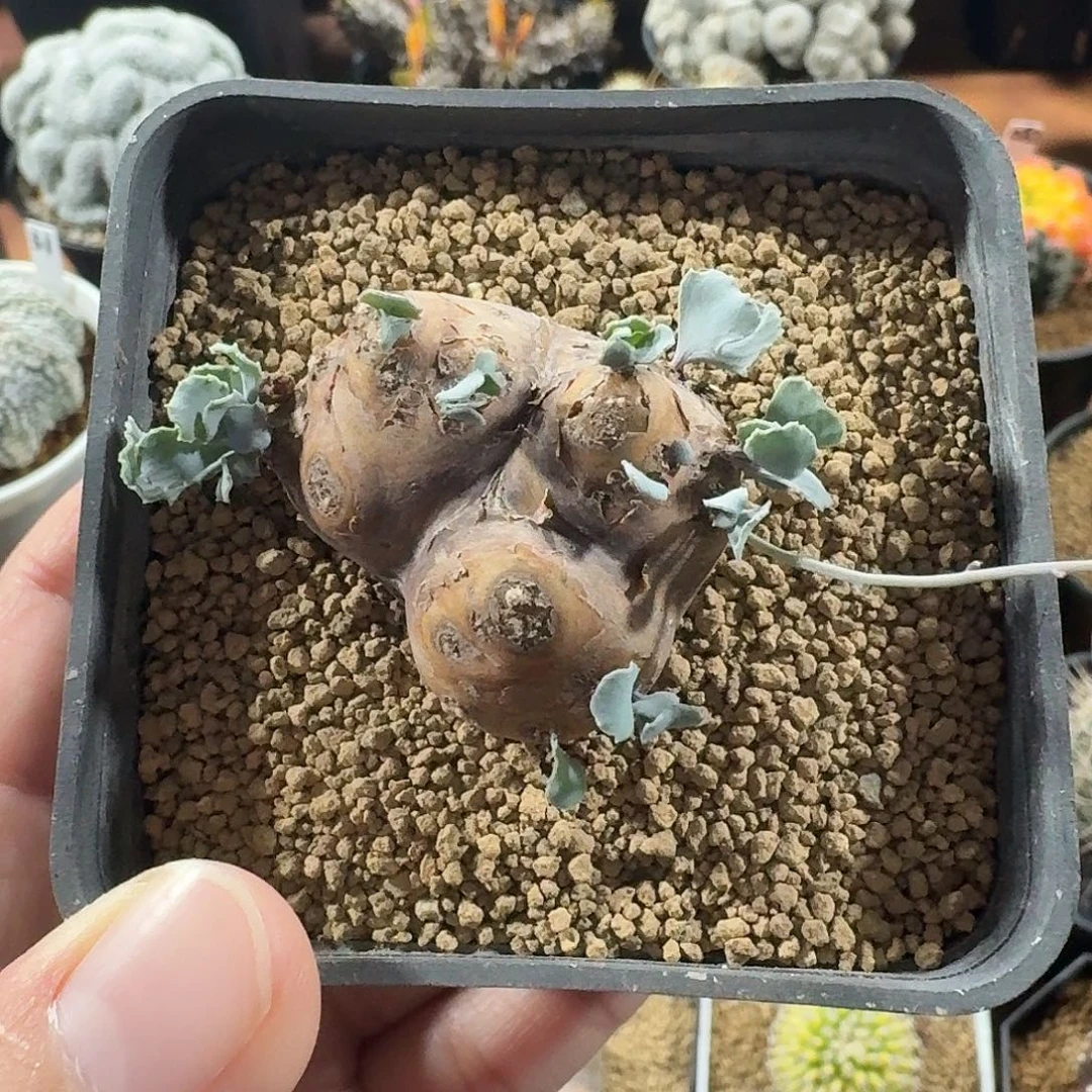 产地格加厚墩菊1234