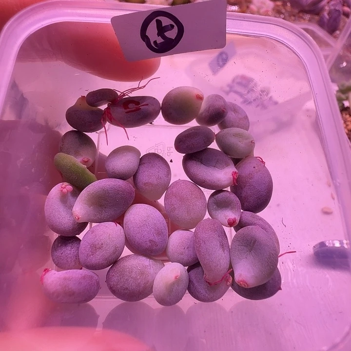 5号，迷你彩虹奶叶片一物一拍清盆福利