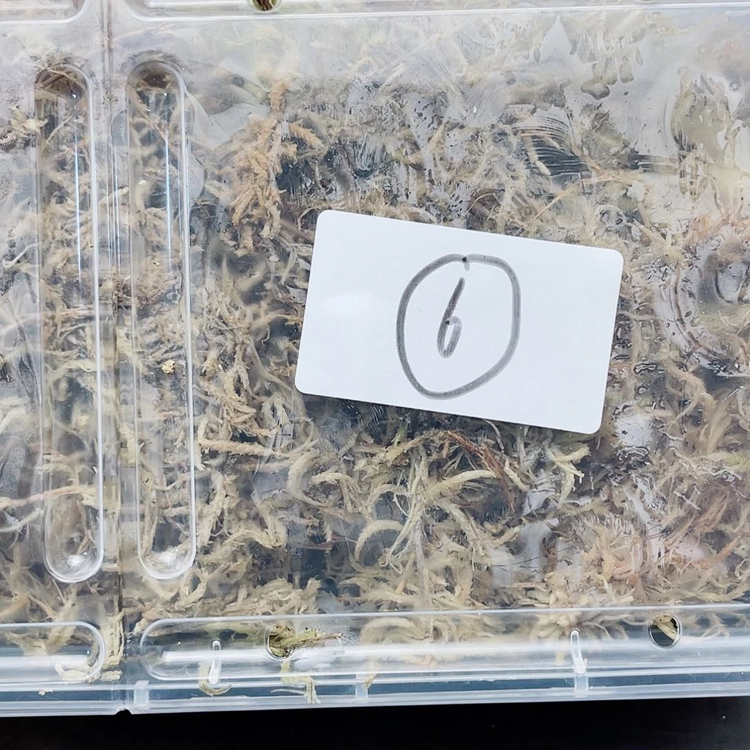 活体售出 不退不换6号