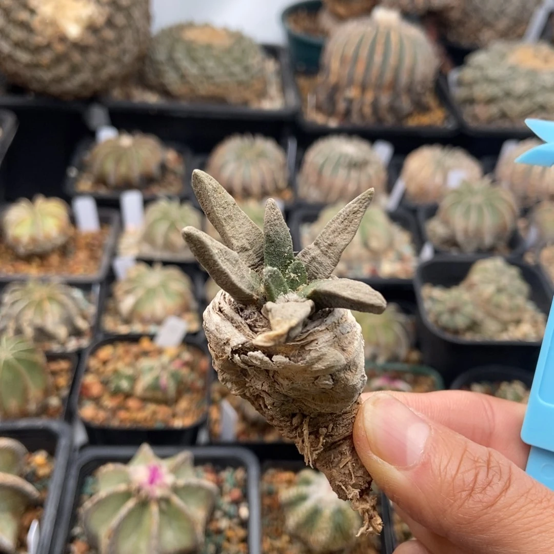 龙角牡丹11111111111111