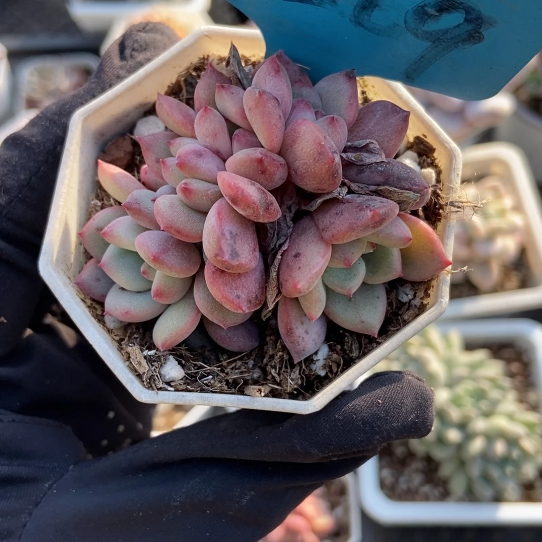 7269爱丽儿多肉植物