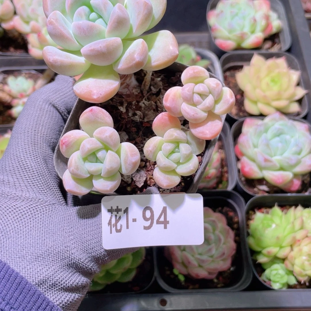 花利美 1-94奶糖