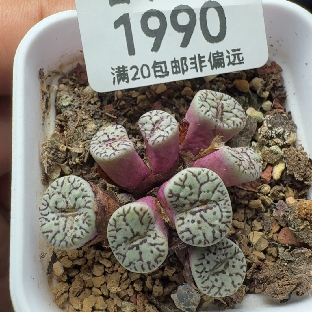 原始墨带盆土。