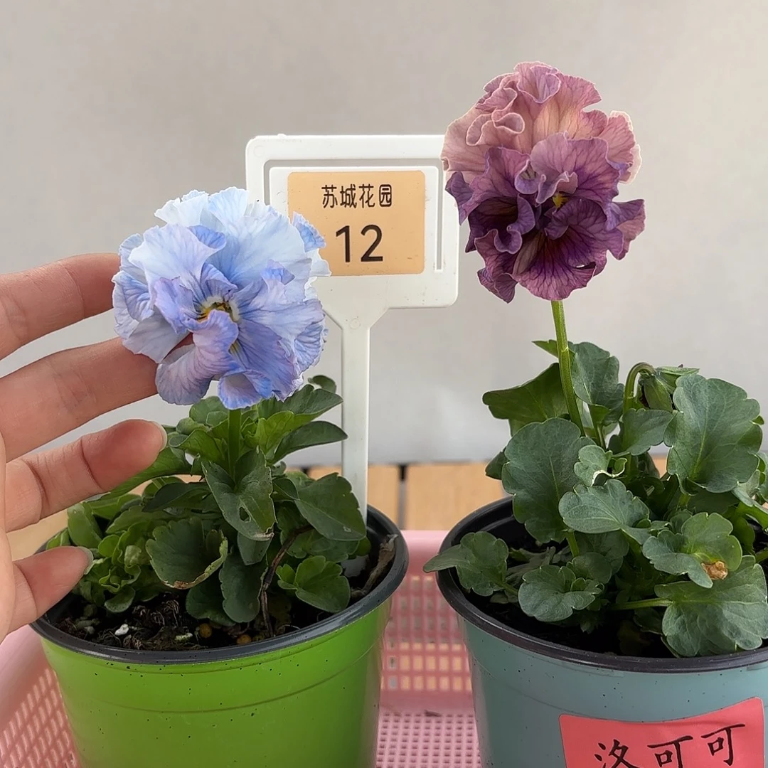 大部分开放少量花苞12