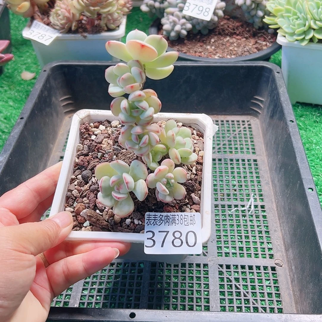 无花朵多肉一物一拍植物3780