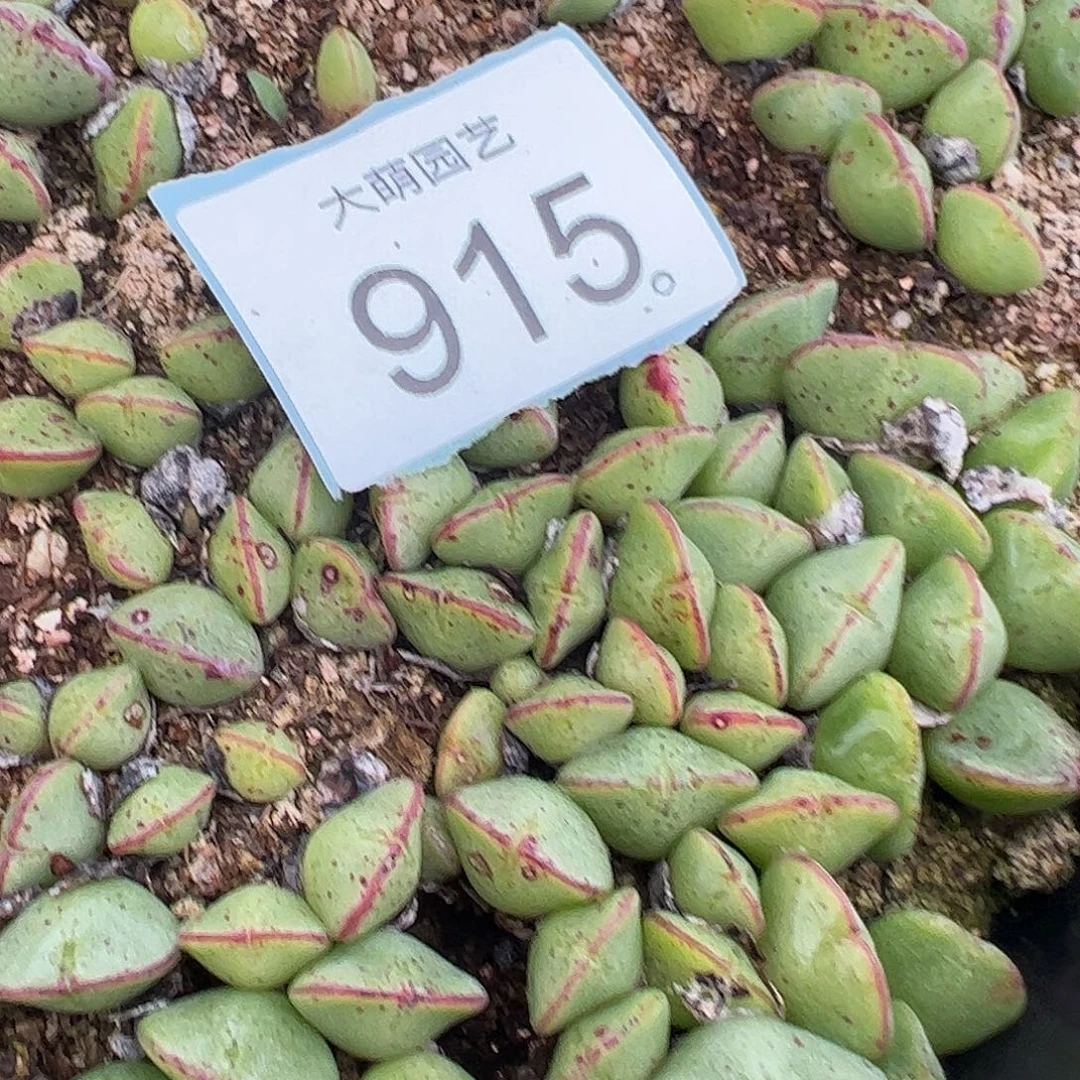 0000915量拍园艺PV1184托马斯手工水饺2颗