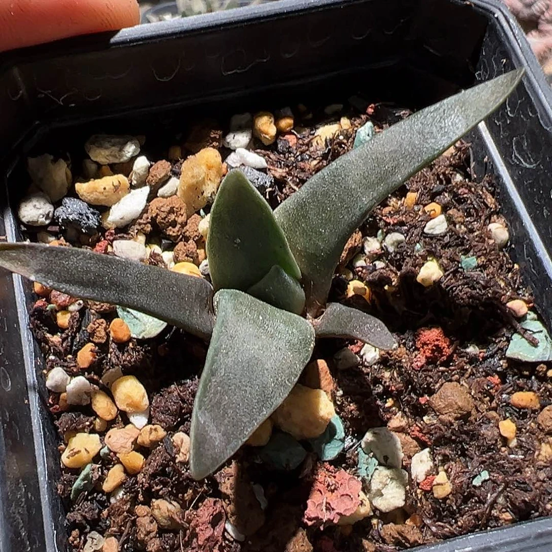 A****Z实生宽u龙牙牡丹 仙人球