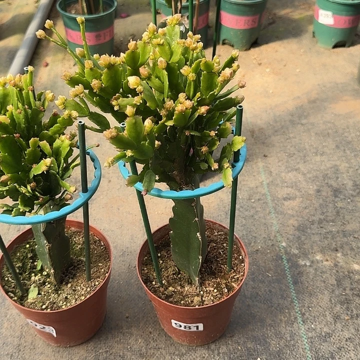 阳***你大部分开放少量花苞981嫁接028