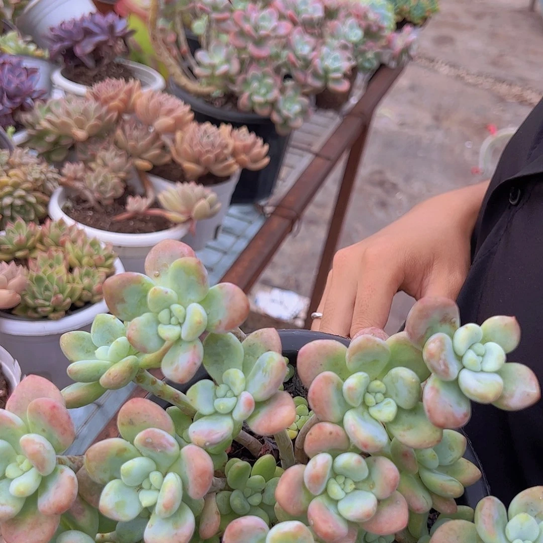 红洛神 多头多群生 180杯