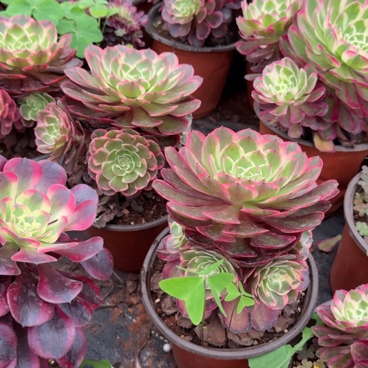 粉花妖捧花不保证周正