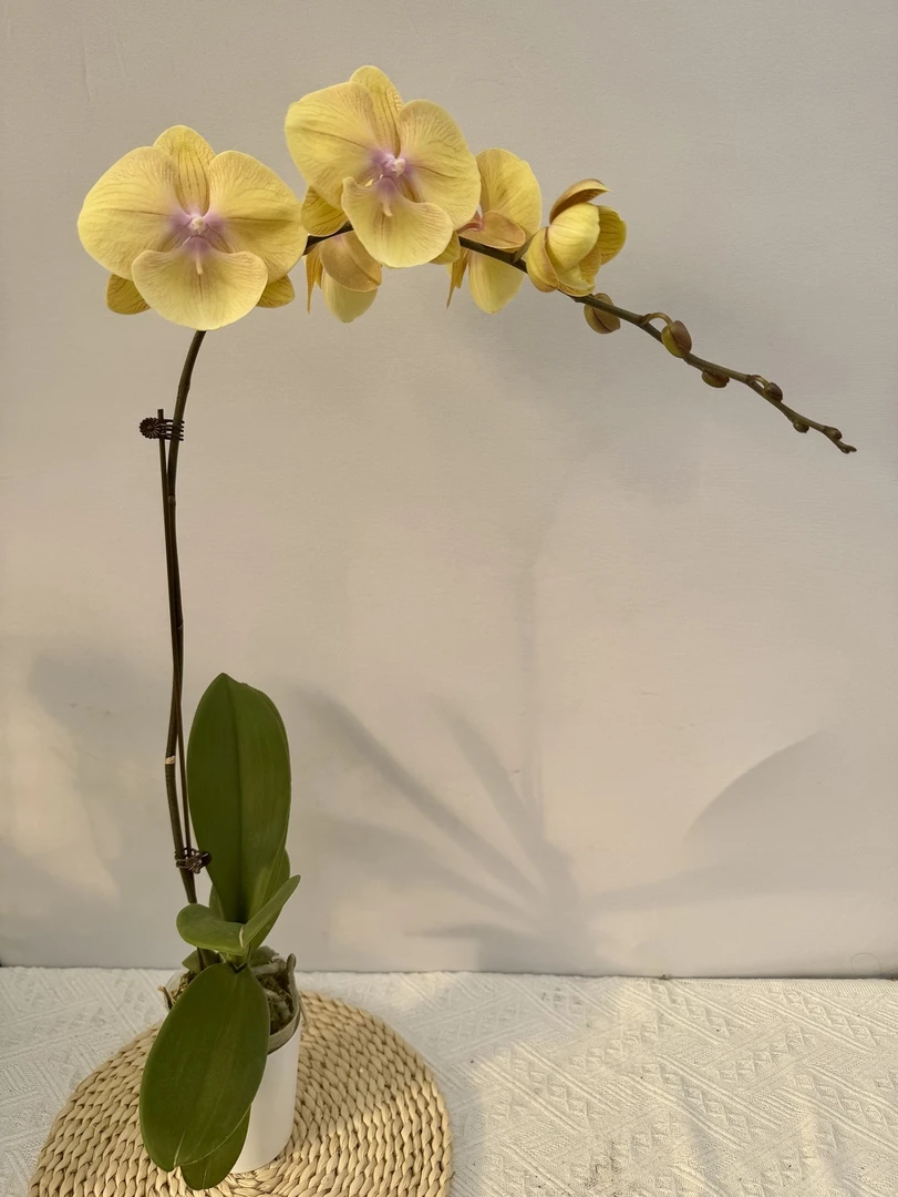蝴蝶兰【黄金满堂】奶油黄 新品种 圆润大舌头 花卉绿植 乔迁送礼1