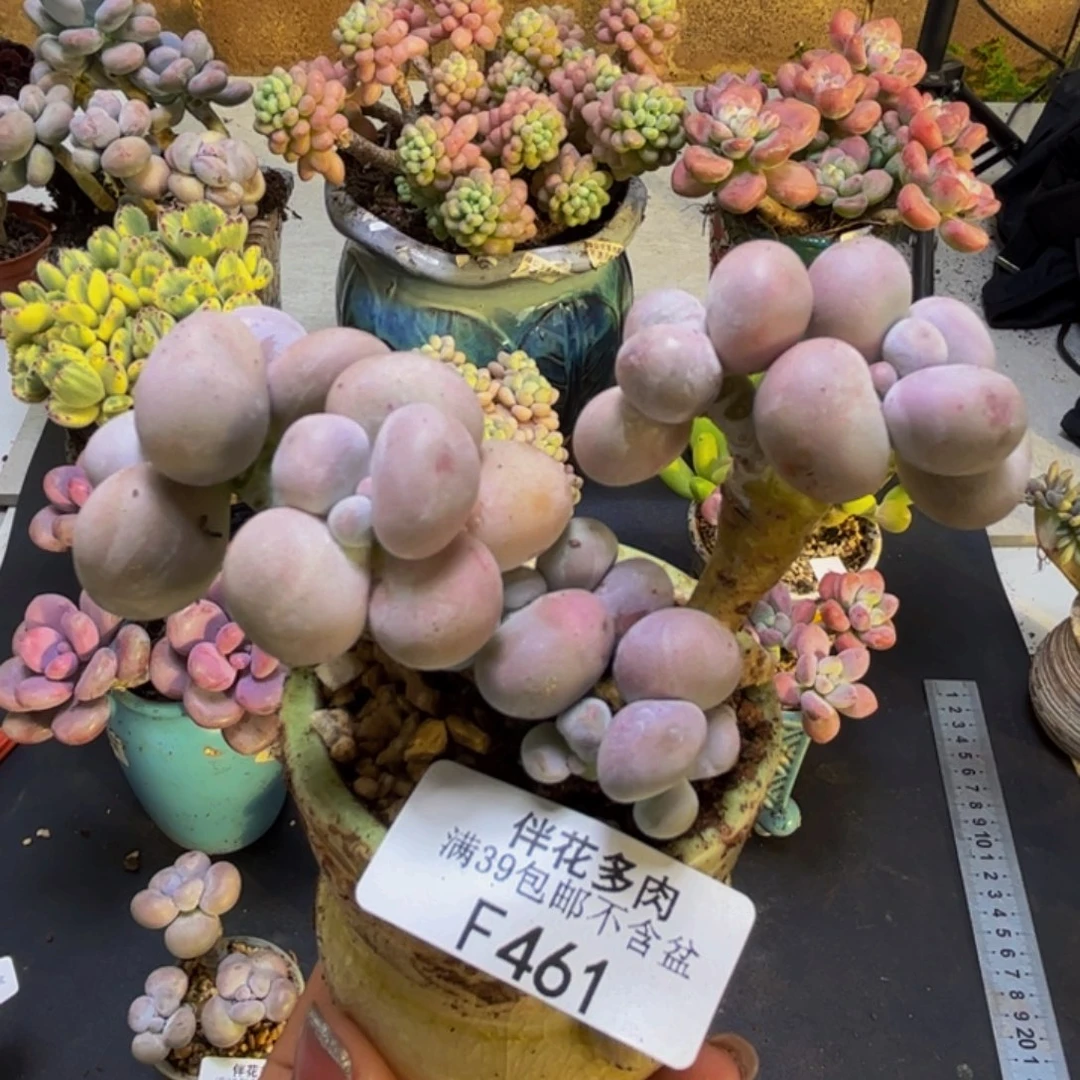 芭比奶酪461/8cm多肉
