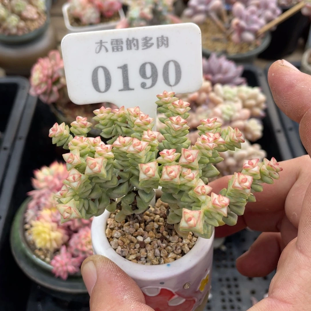 0190彩色蜡笔不带盆8厘米