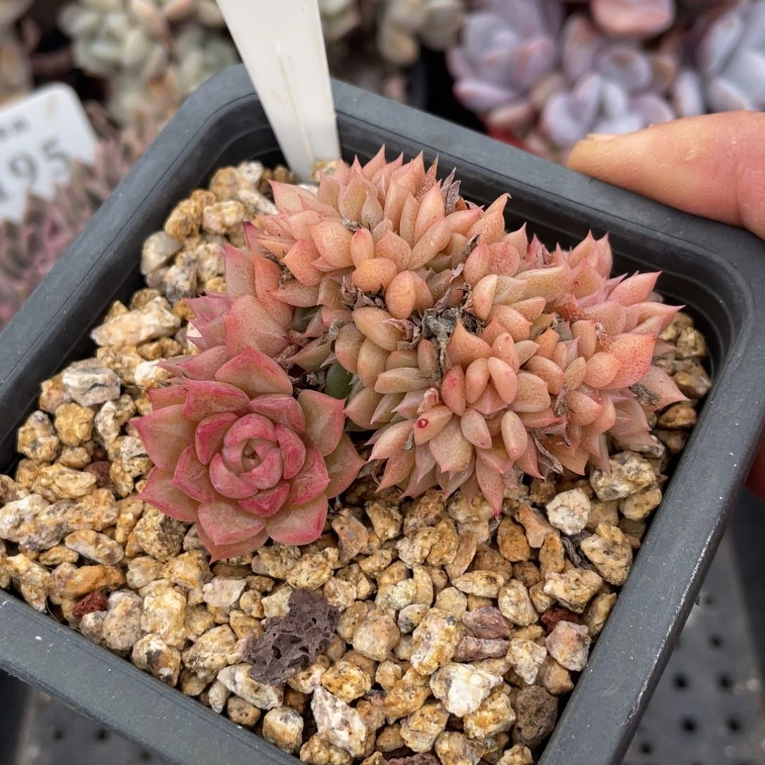 0212海螺不带盆7厘米