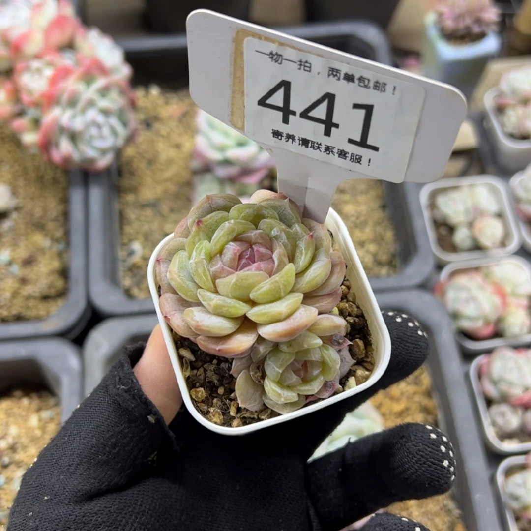 红陶H****?441号多肉植物