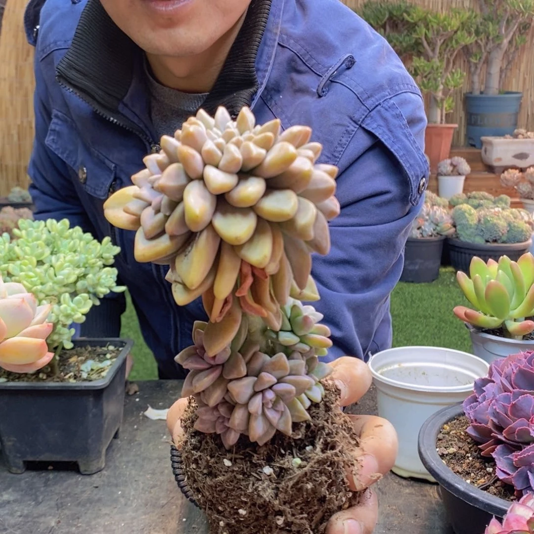 m**o11好淡雪缀化