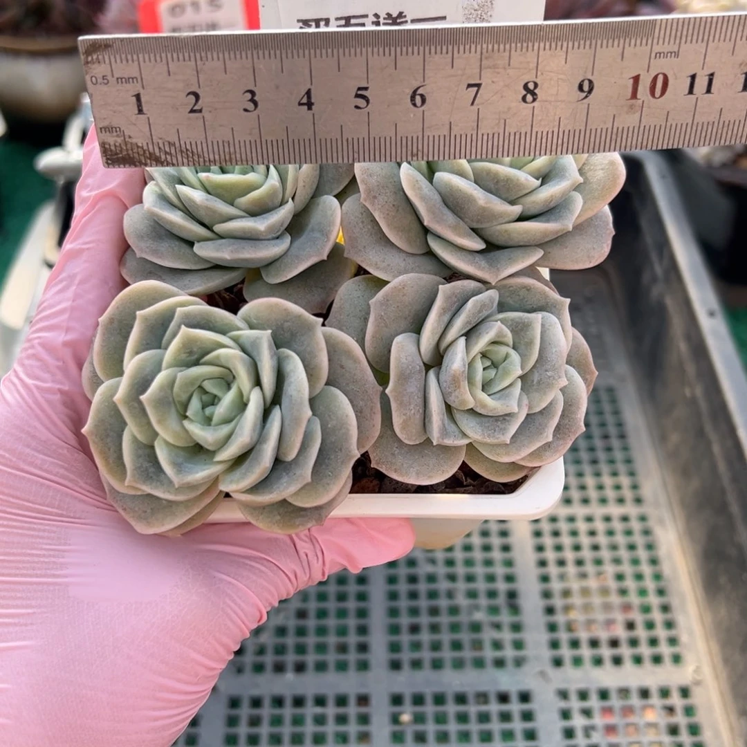 表妹精品多肉植物164.