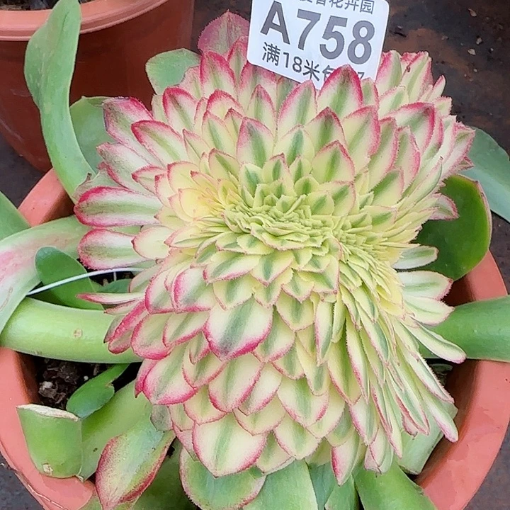 多肉法师龙翎缀化