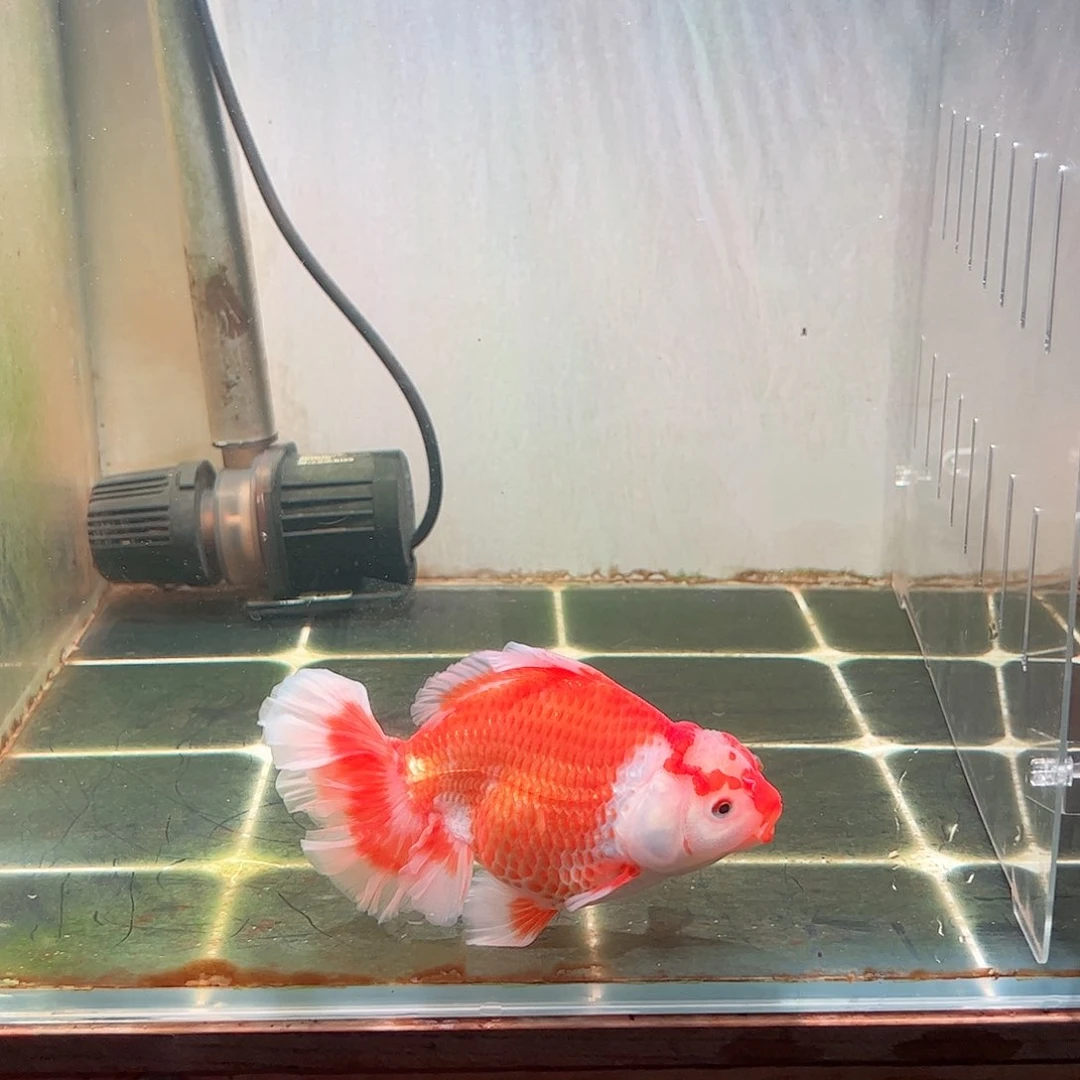 金鱼百褶泰师亚成