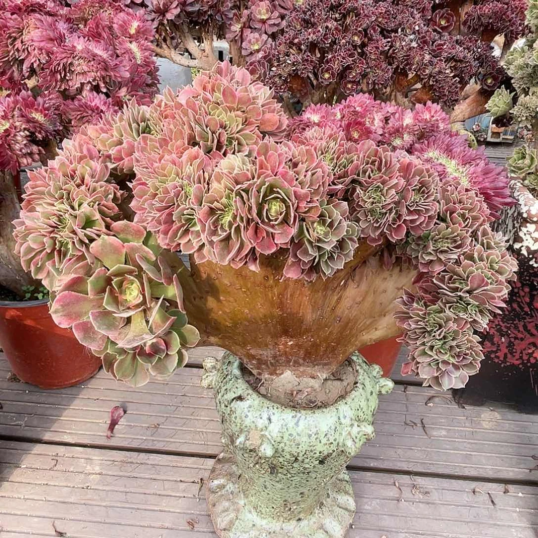 【闪购商品】无花朵香妃