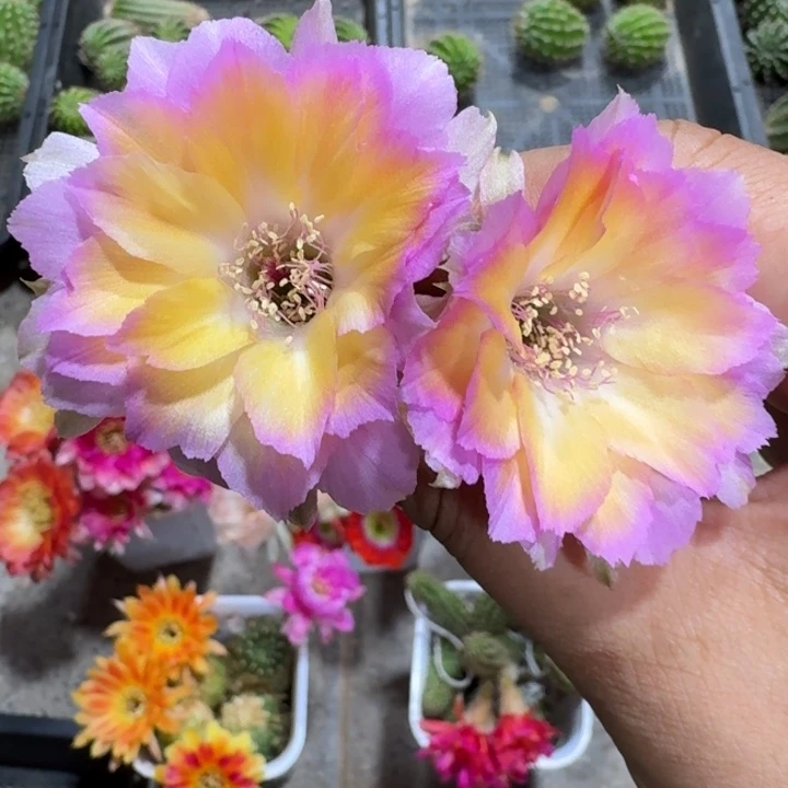 263丽花异想天开歪2到3公分左右无根侧牙，20包邮