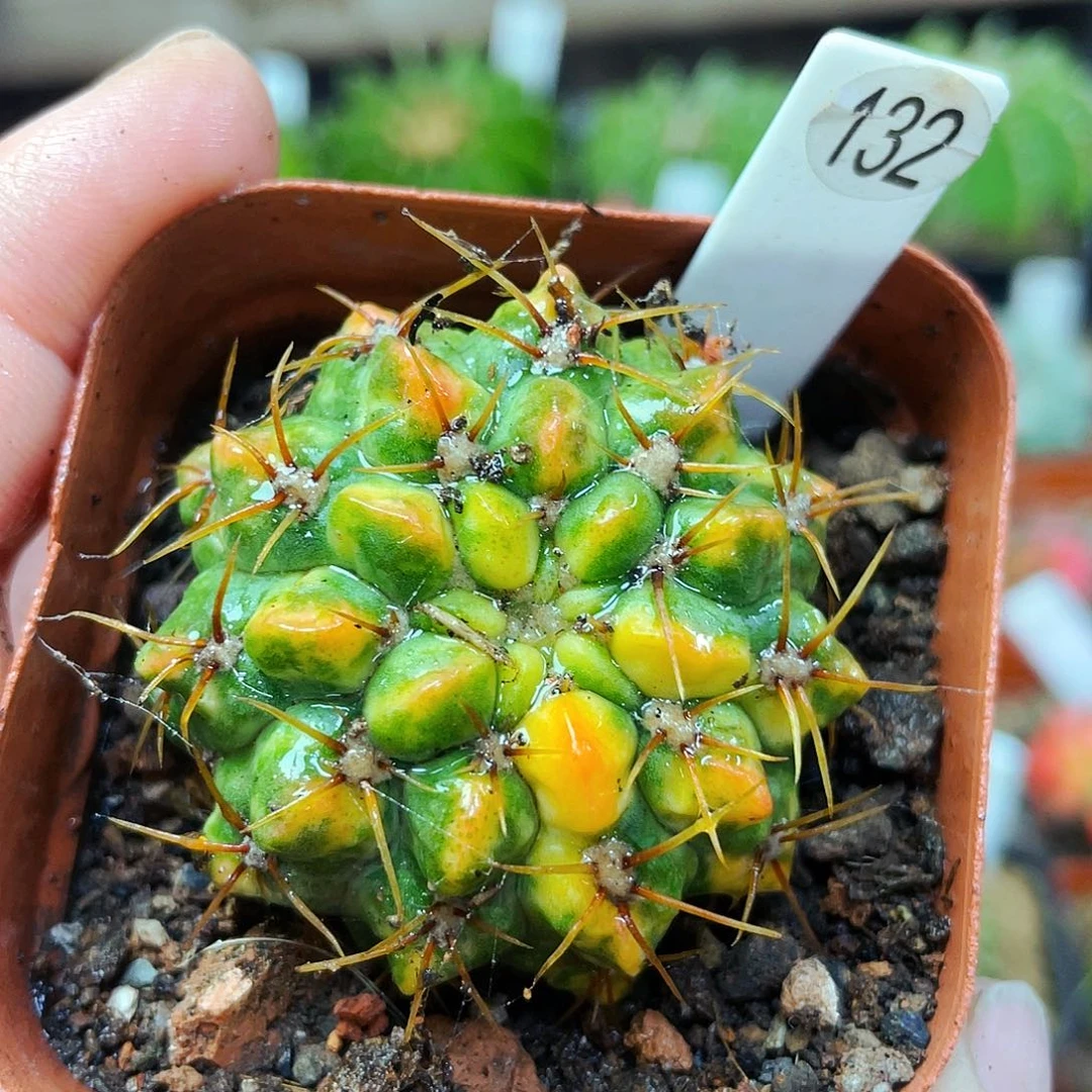 非偏远地区满25包邮仙人球