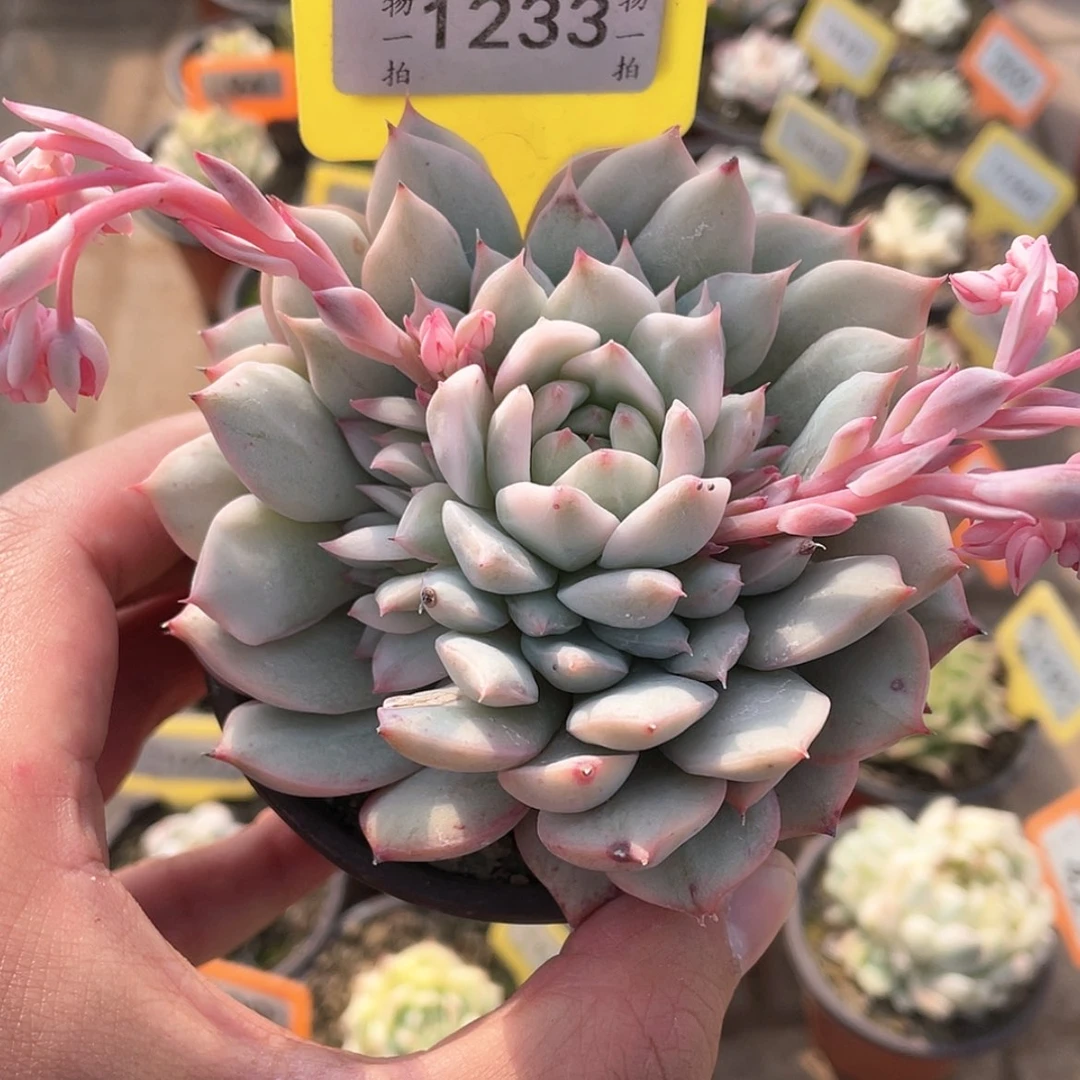 【闪购商品】1233号