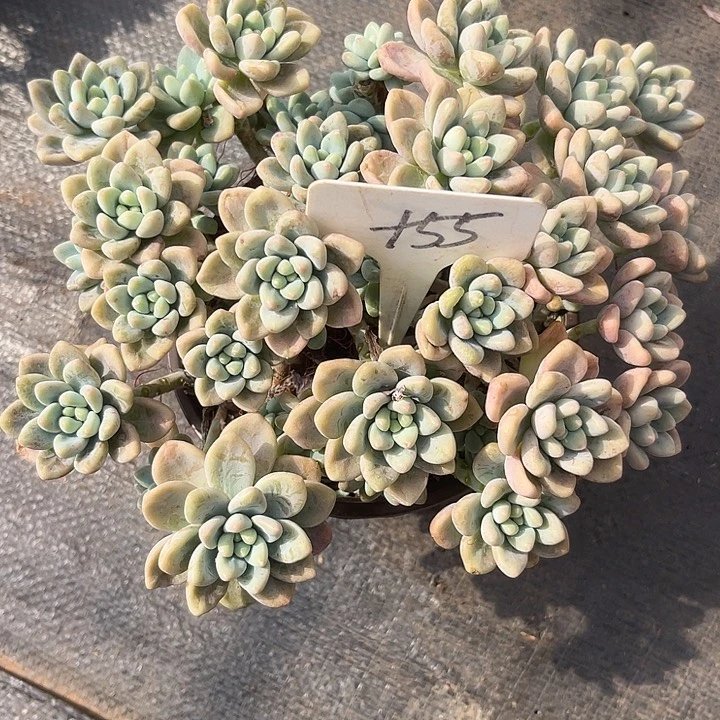 晨语多肉，一物一拍55