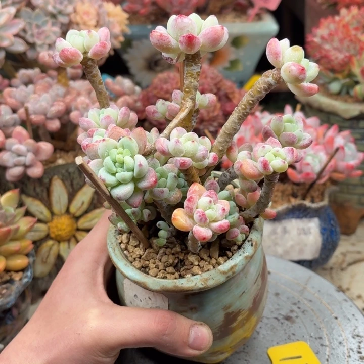 多肉植物一物一拍121