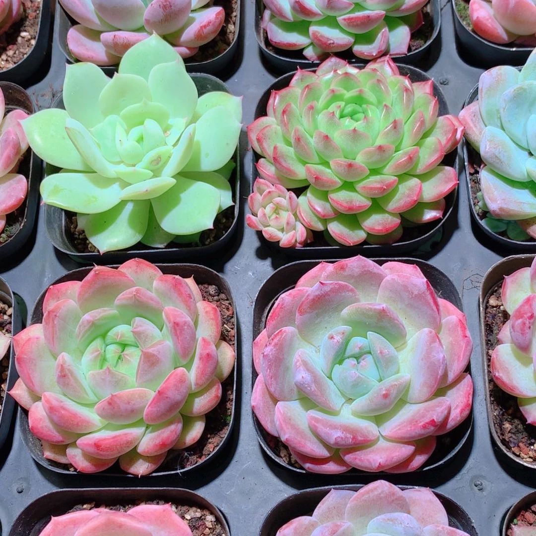 24-量拍品质保证多肉带盆16颗全单头