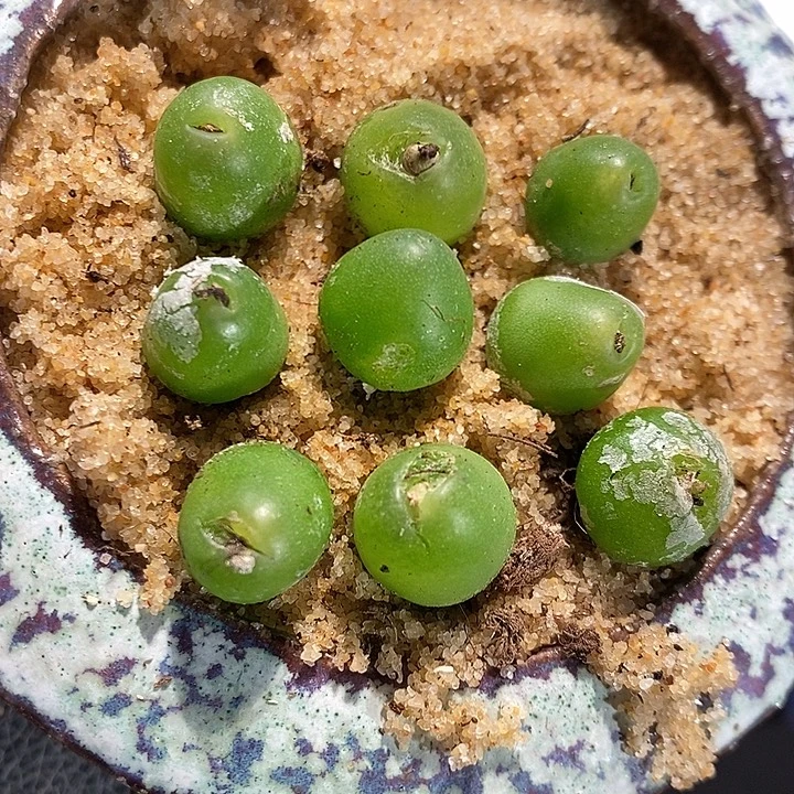 3301.    一颗大葫芦。