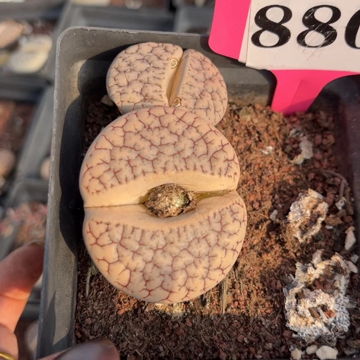 880号99999999999999