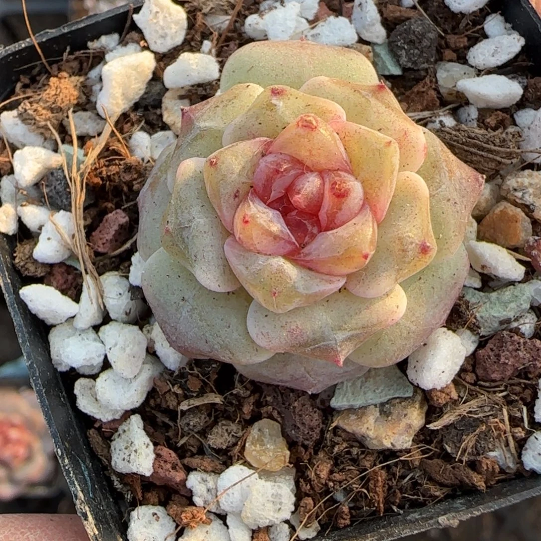 多肉小卡拉米糖心一物一拍