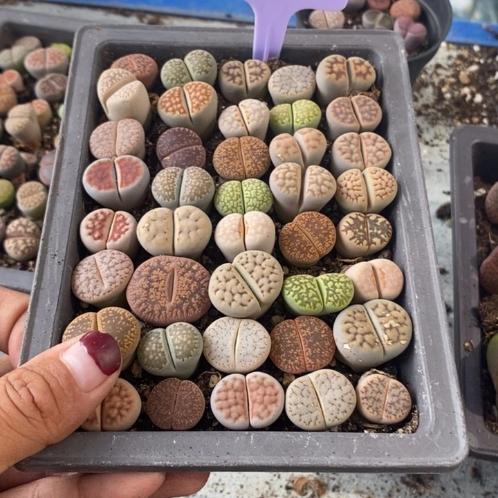 P***6无花朵生石花等植物485