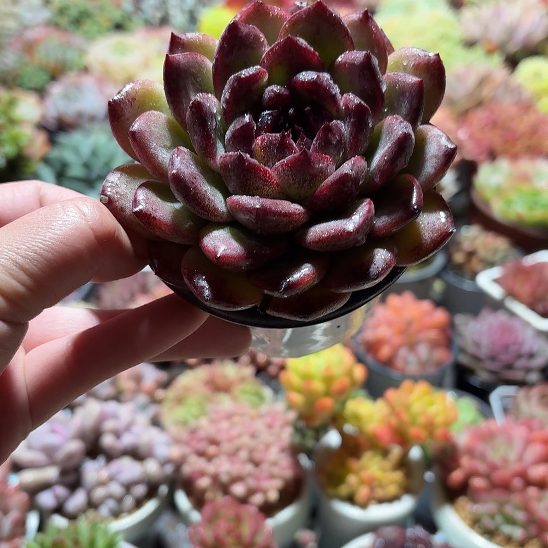 重庆森林多肉9㎝盆单头