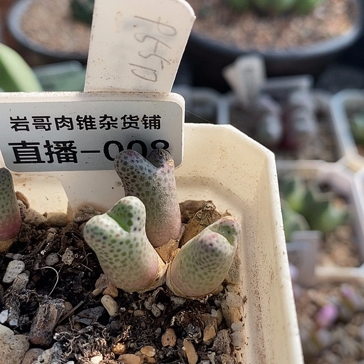 梅萨种源955D斑马4头群