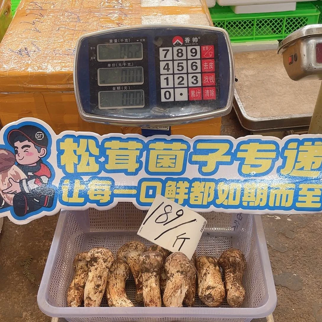 香格里拉野生松茸中国大陆