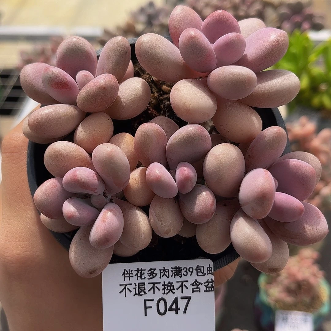 047-糖果桃蛋多肉10cm