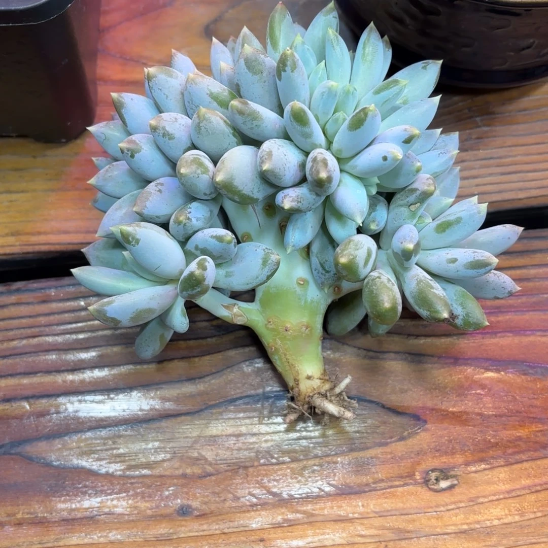 于***语哥特萝莉多肉植物寄养